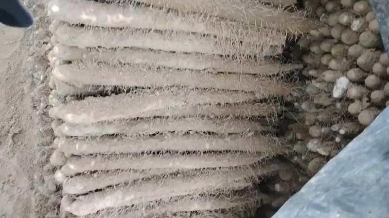 内黄沙土地山药大量上市各种规格全部现货
