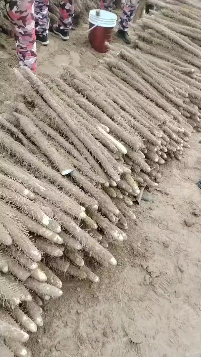 内黄沙土地山药大量上市各种规格全部现货
