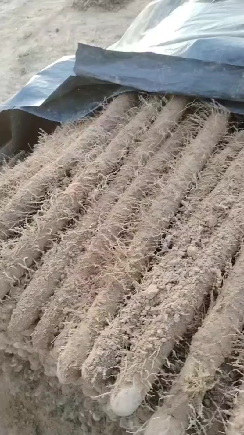 内黄沙土地山药大量上市各种规格全部现货