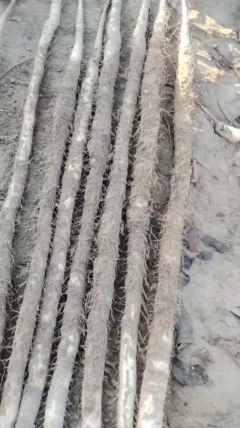 内黄沙土地山药大量上市各种规格全部现货