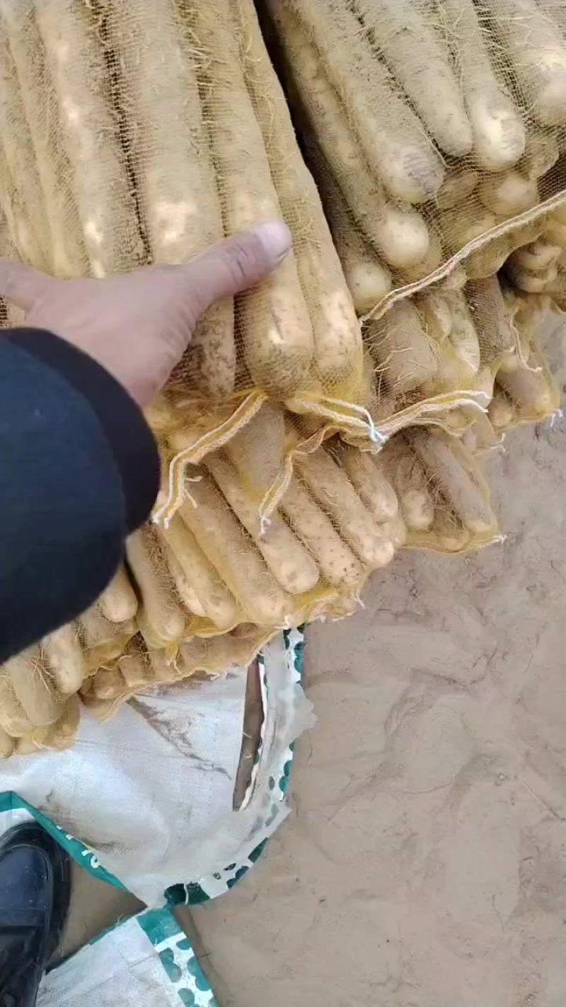 内黄沙土地山药大量上市各种规格全部现货