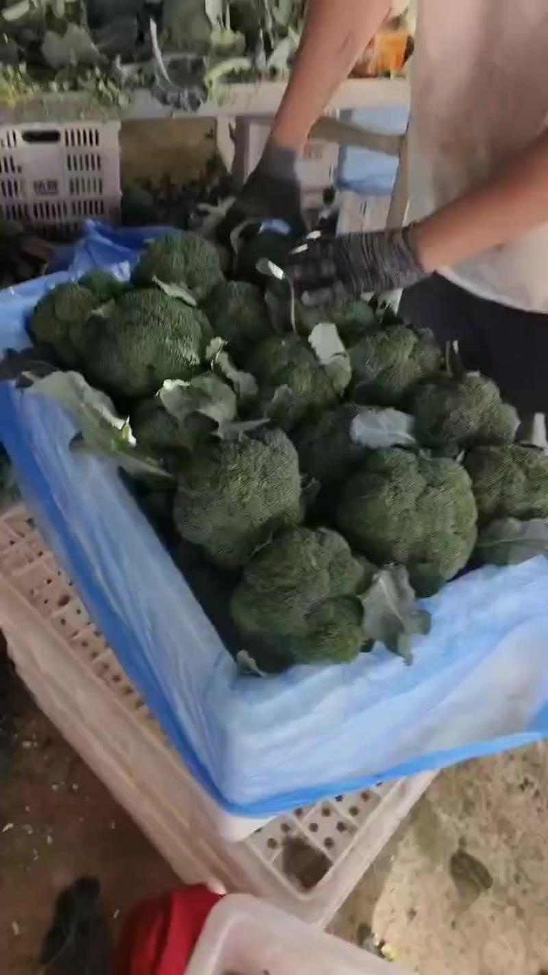 西兰花
