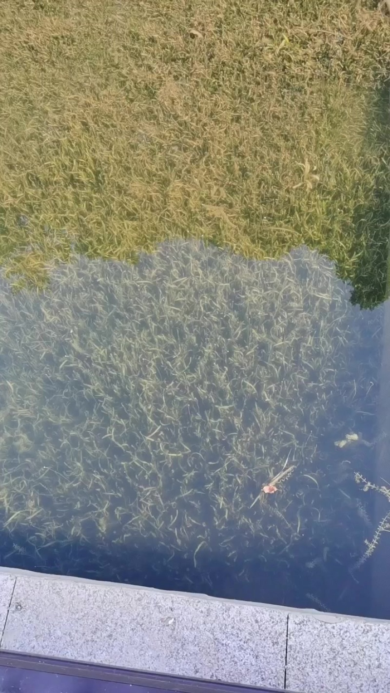 苦草种植效果