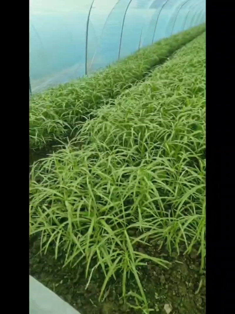 半青通菜