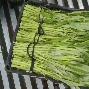 半青通菜