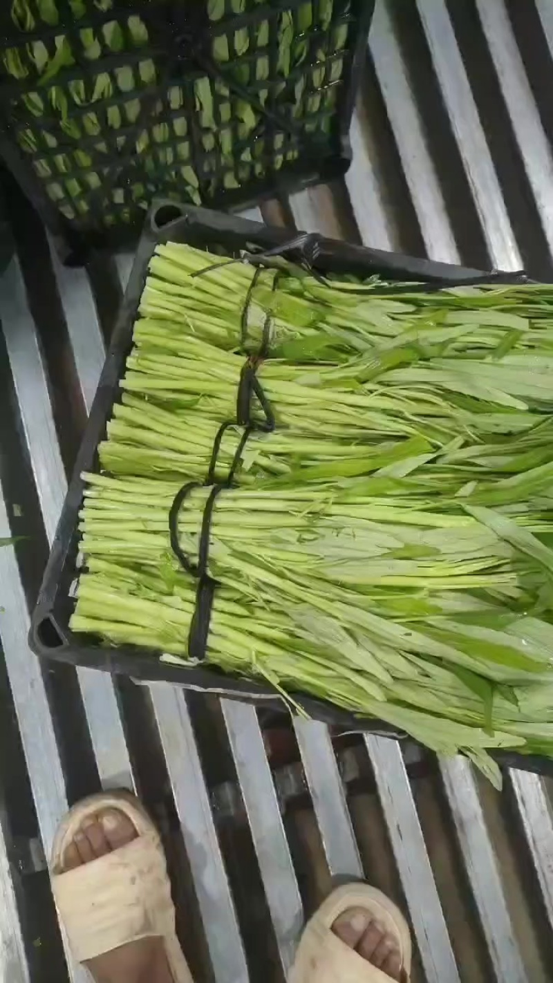 半青通菜