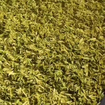 黄金茶