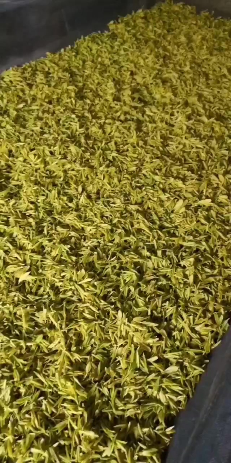 黄金茶