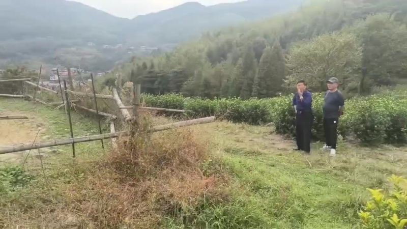 黄金茶