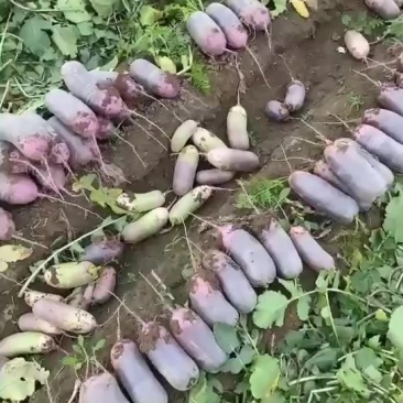 冰激凌萝卜，三色水果萝卜