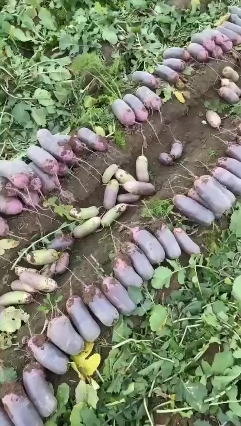 冰激凌萝卜，三色水果萝卜
