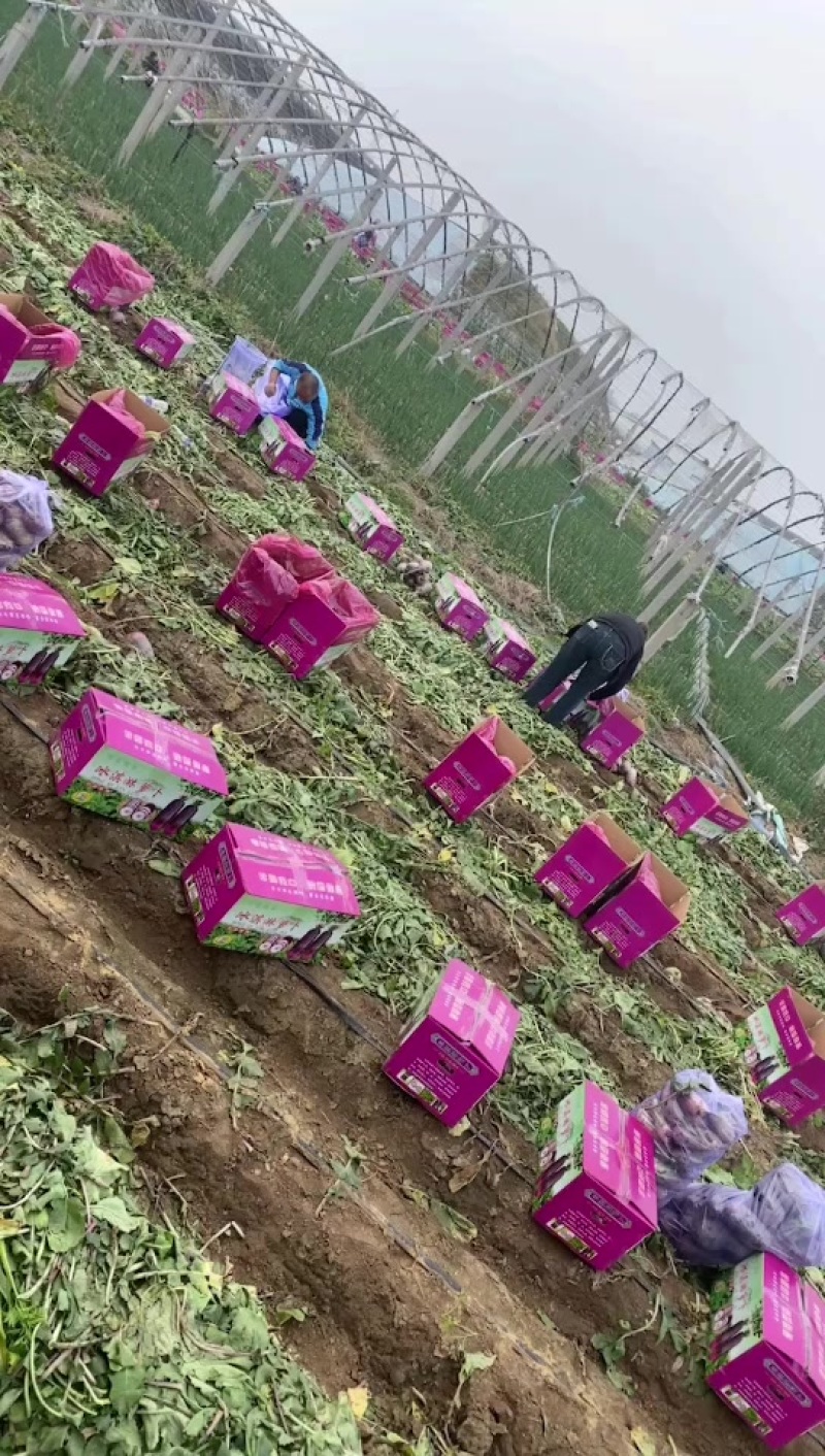 冰激凌萝卜，三色水果萝卜