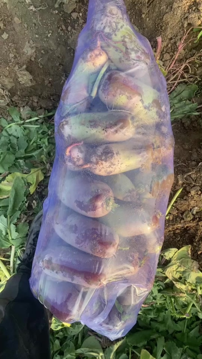 冰激凌萝卜，三色水果萝卜