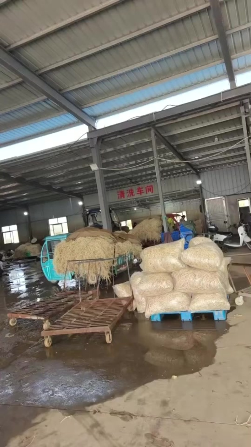 新鲜水田鱼腥草每天1-2万斤稳定供应