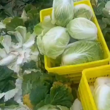 白菜