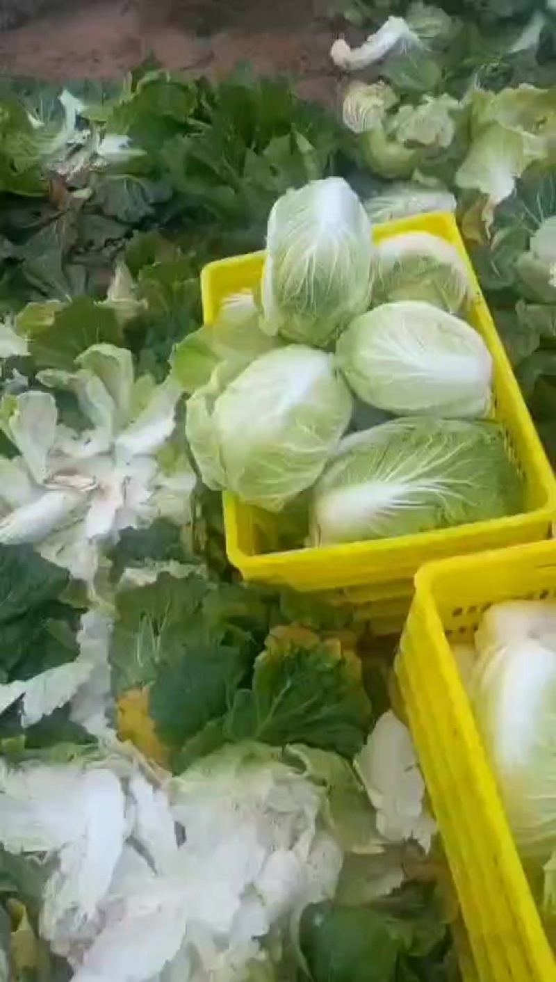 白菜