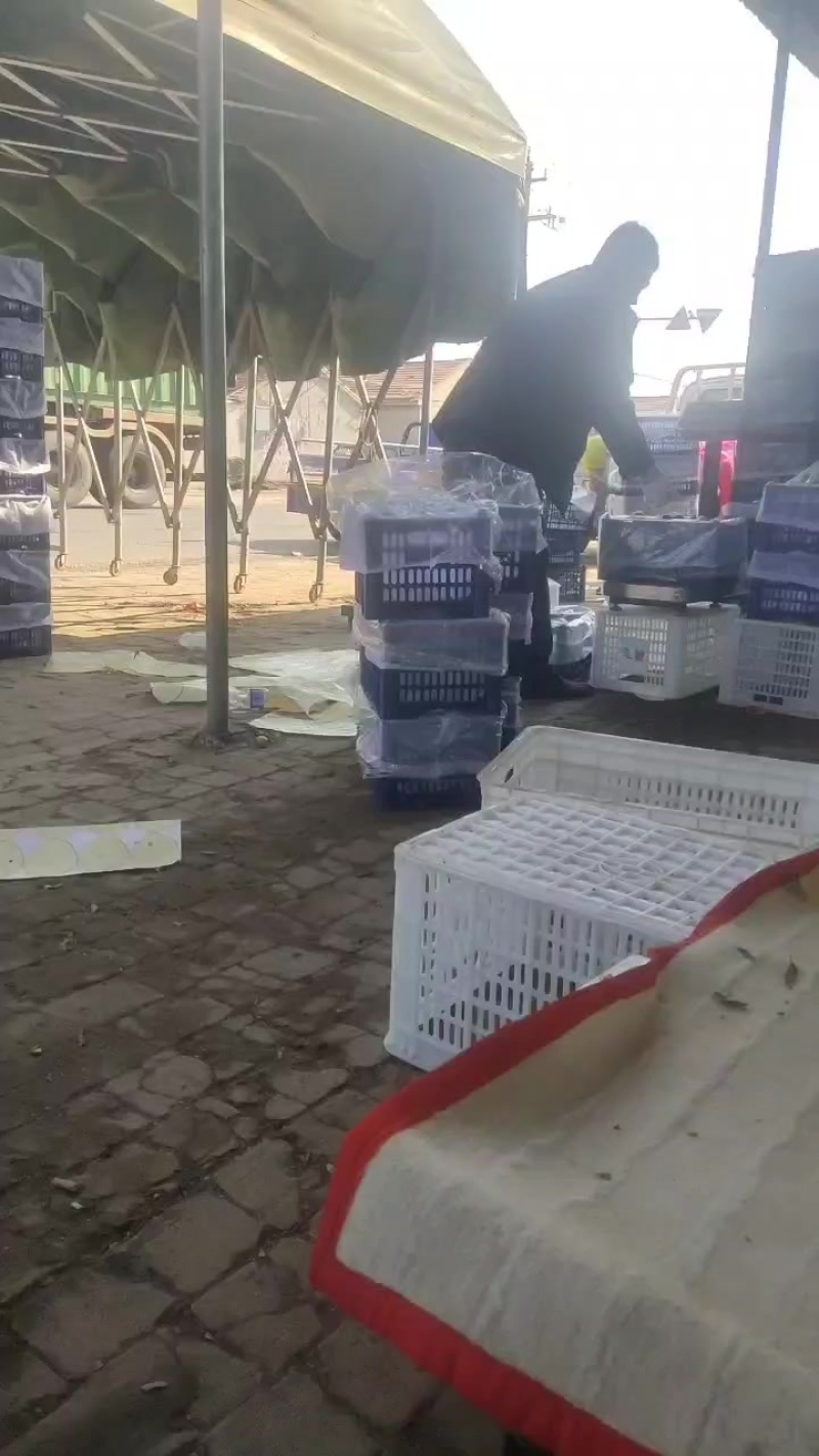 中国冬枣看河北，河北冬枣看黄骅