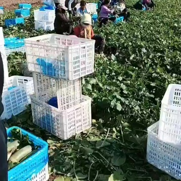天津沙窝萝卜种植基地