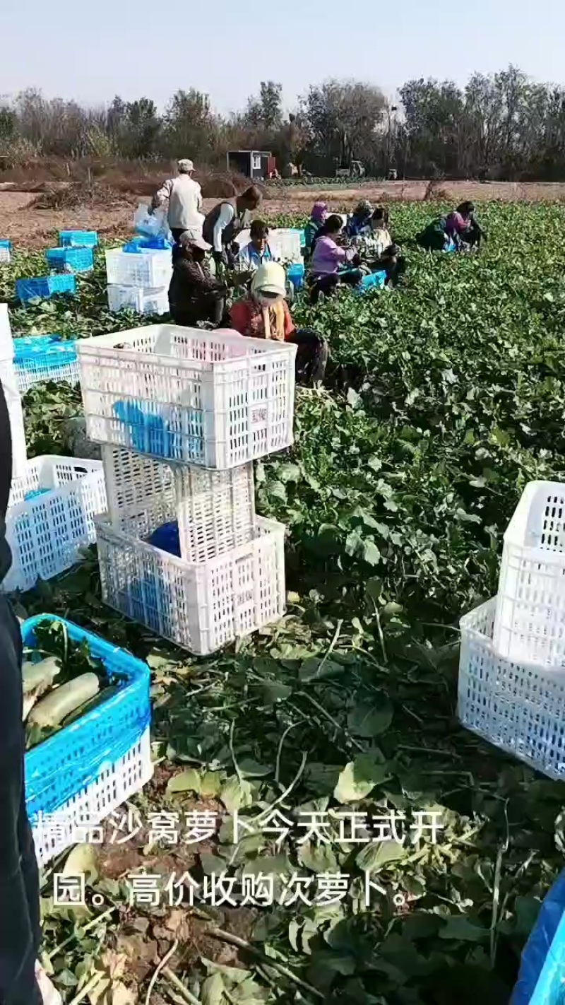 天津沙窝萝卜种植基地