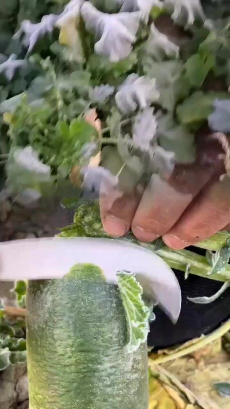 天津沙窝萝卜种植基地