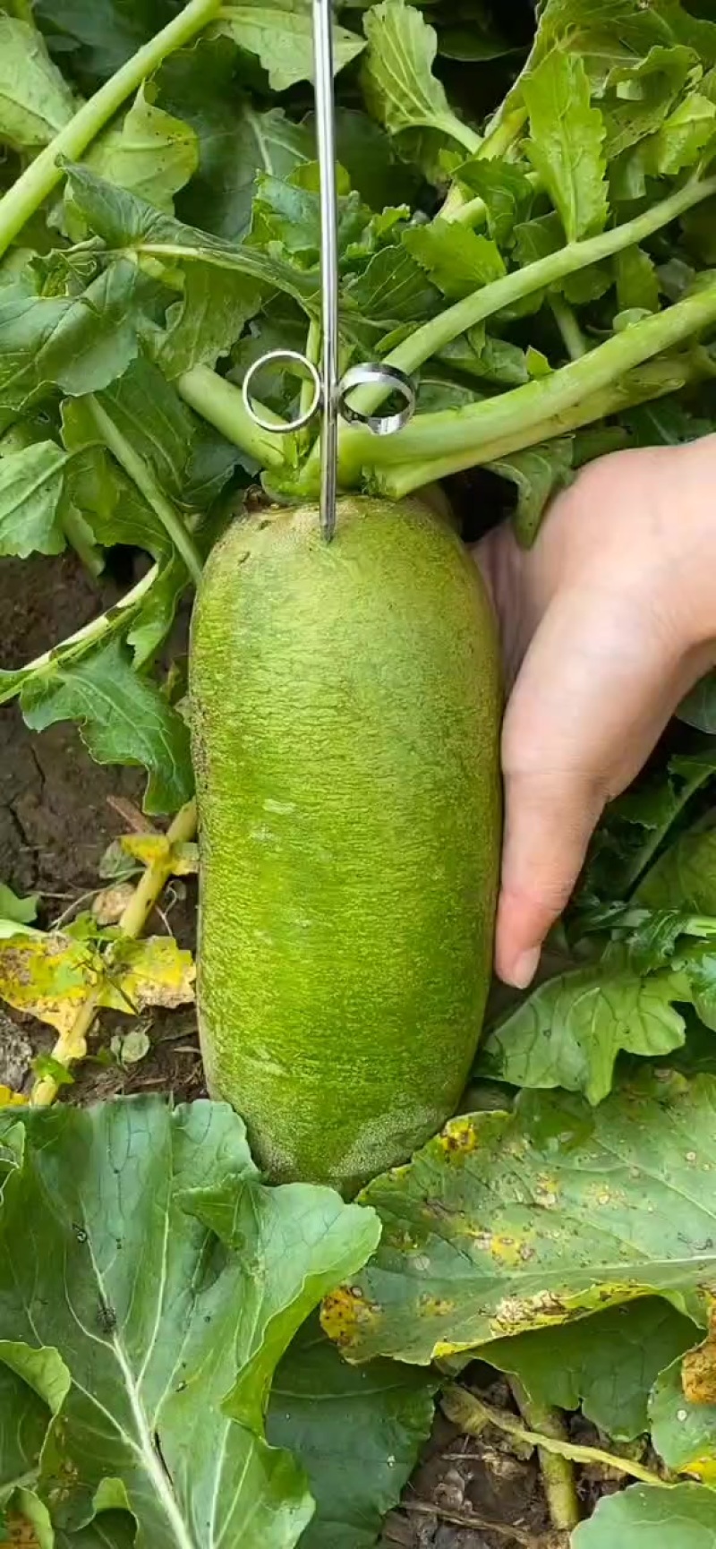 天津沙窝萝卜种植基地