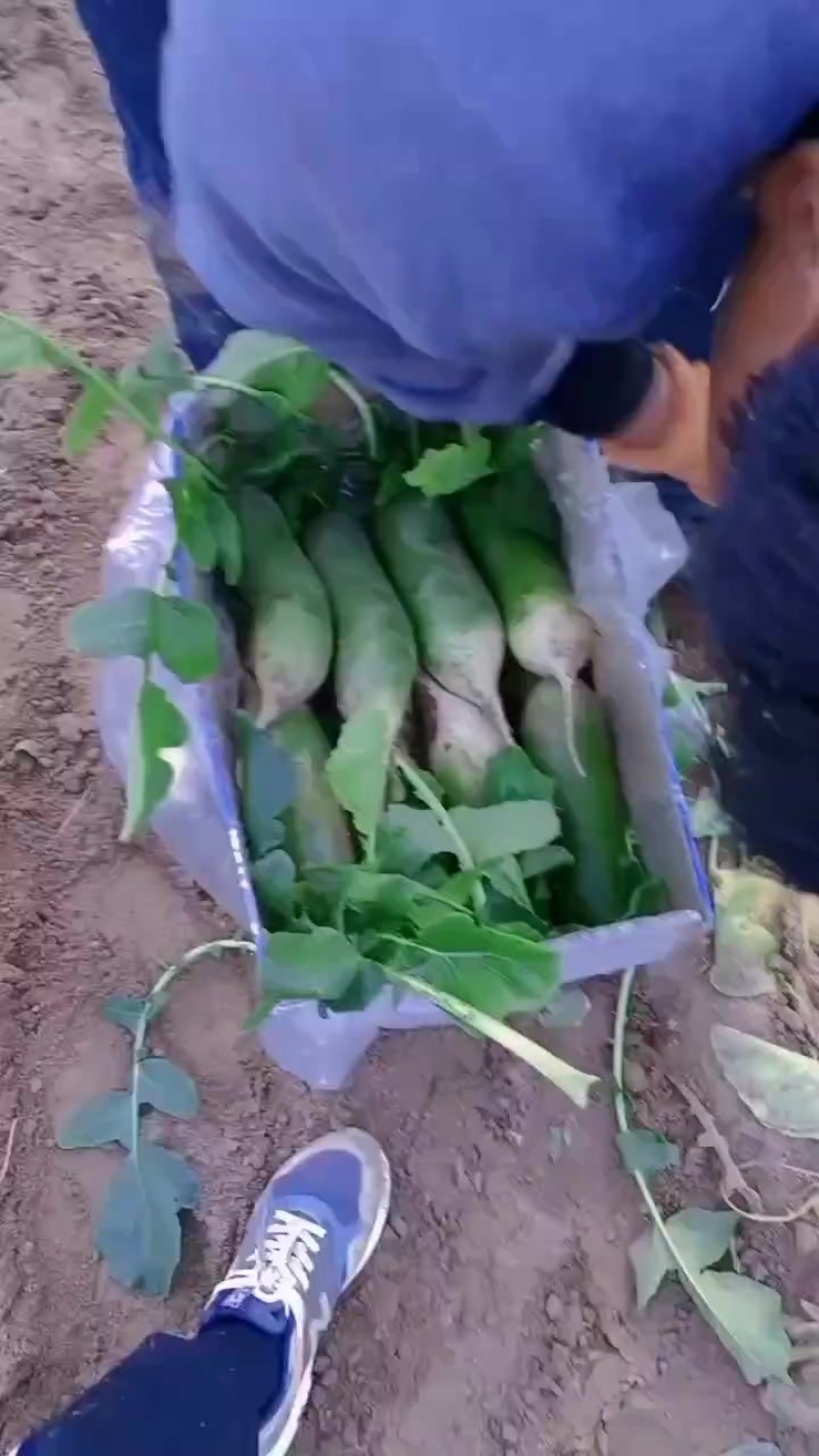 天津沙窝萝卜种植基地