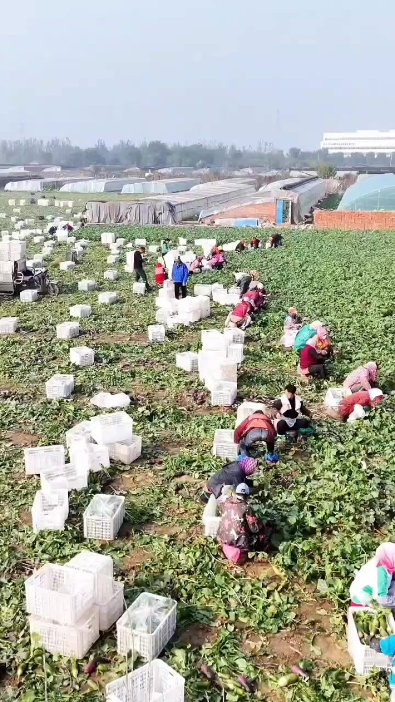 天津沙窝萝卜种植基地