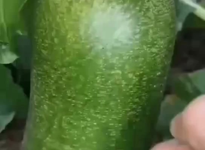 天津沙窝萝卜种植基地