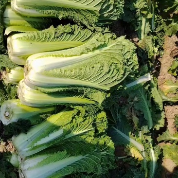60小薄帮白菜
