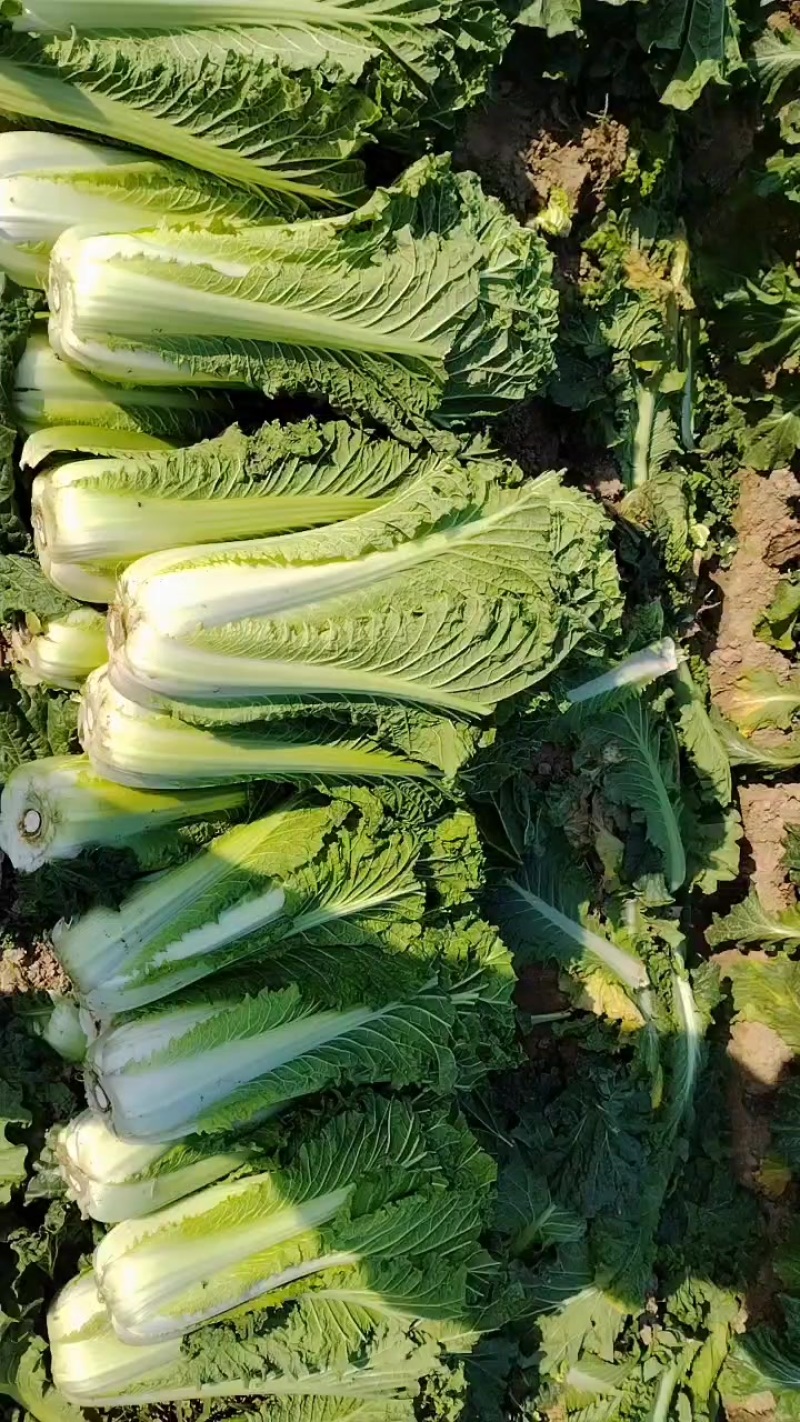 60小薄帮白菜