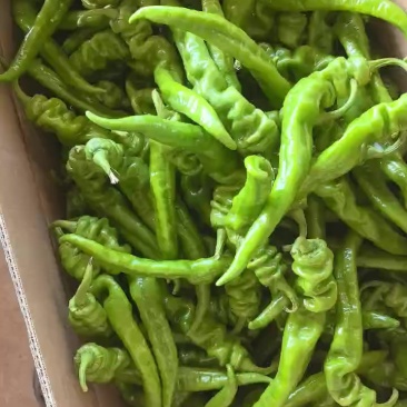 新苗螺丝椒