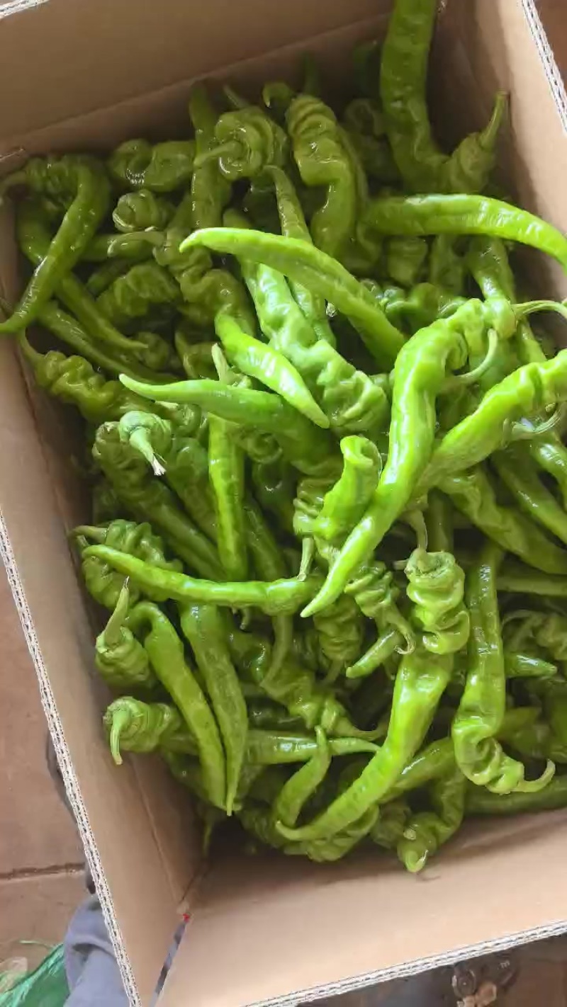 新苗螺丝椒