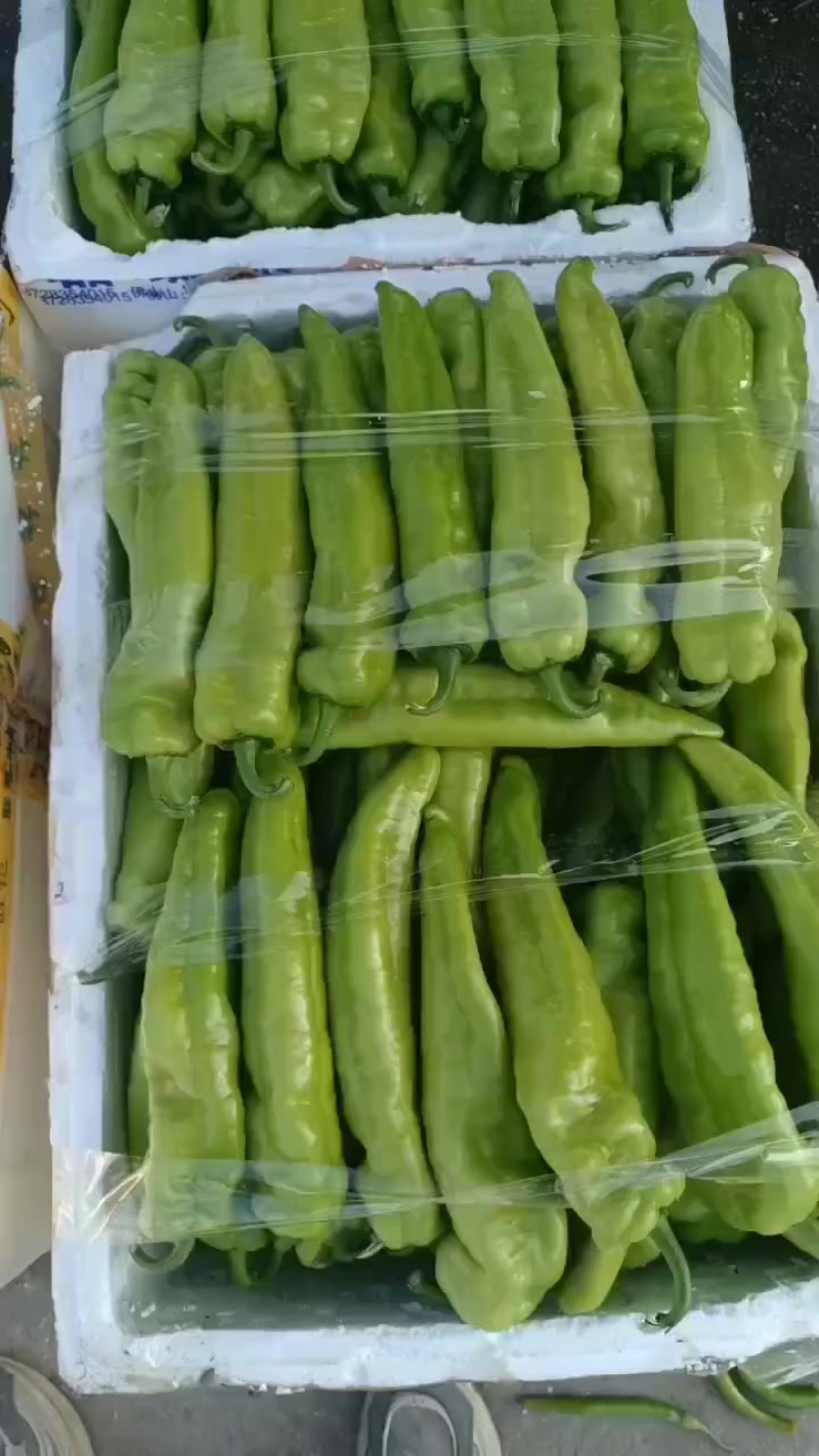 丝瓜