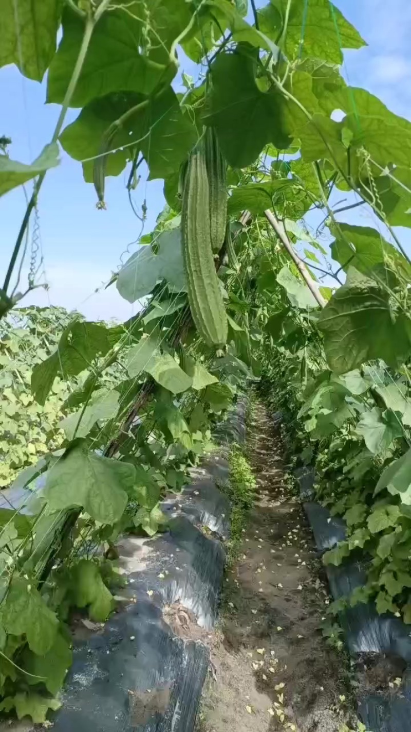 丝瓜