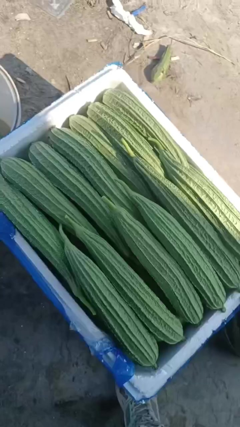 丝瓜