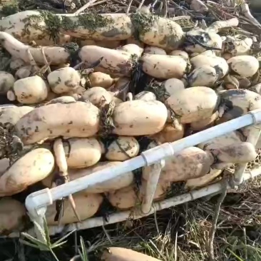 自然退锈的统货