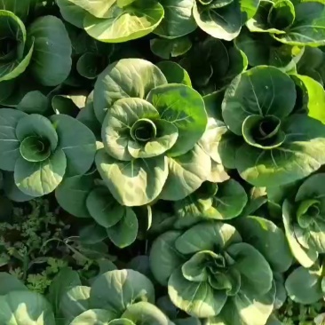 上海七宝青小白菜