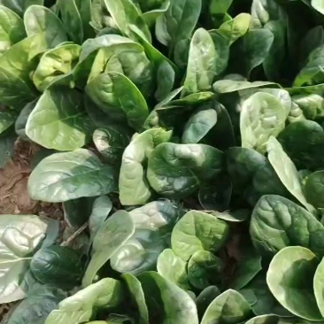 趴地菠菜