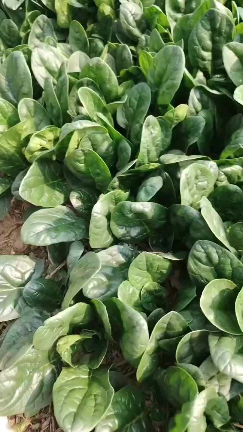 趴地菠菜