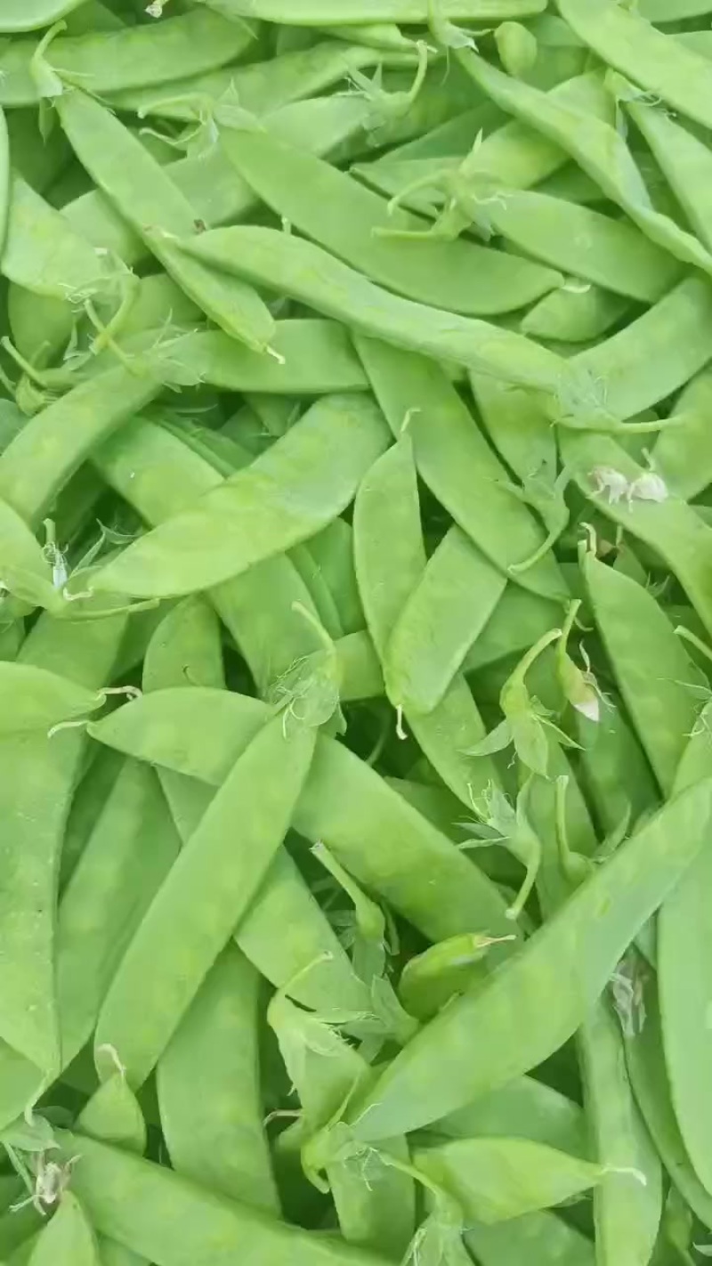 豌豆蚕豆出售