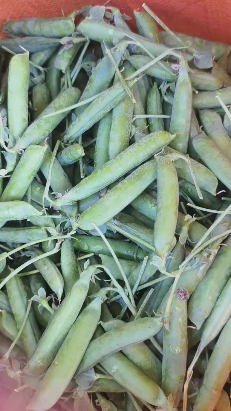 豌豆蚕豆出售