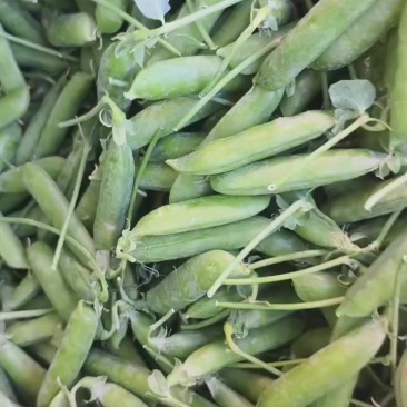 豌豆蚕豆出售