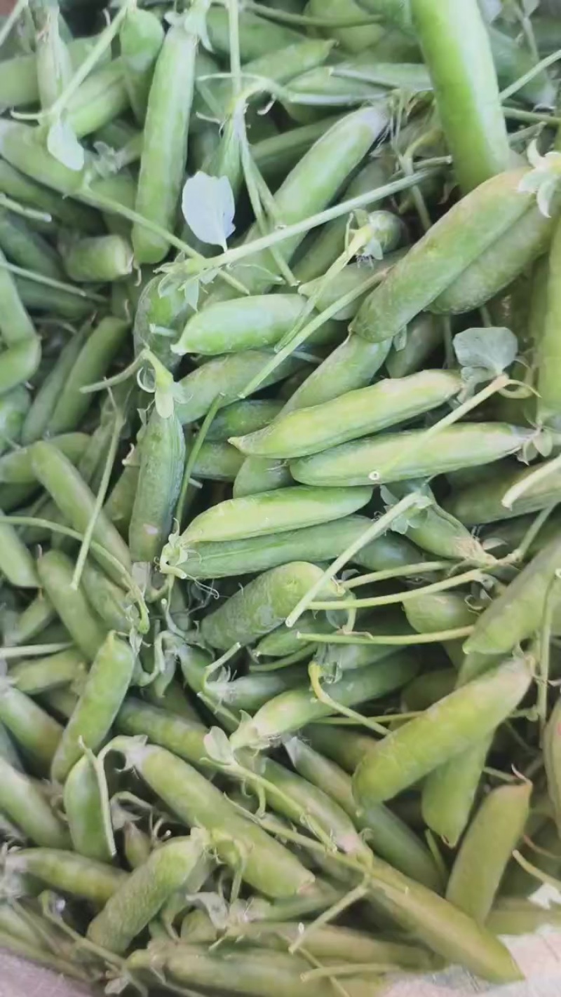豌豆蚕豆出售