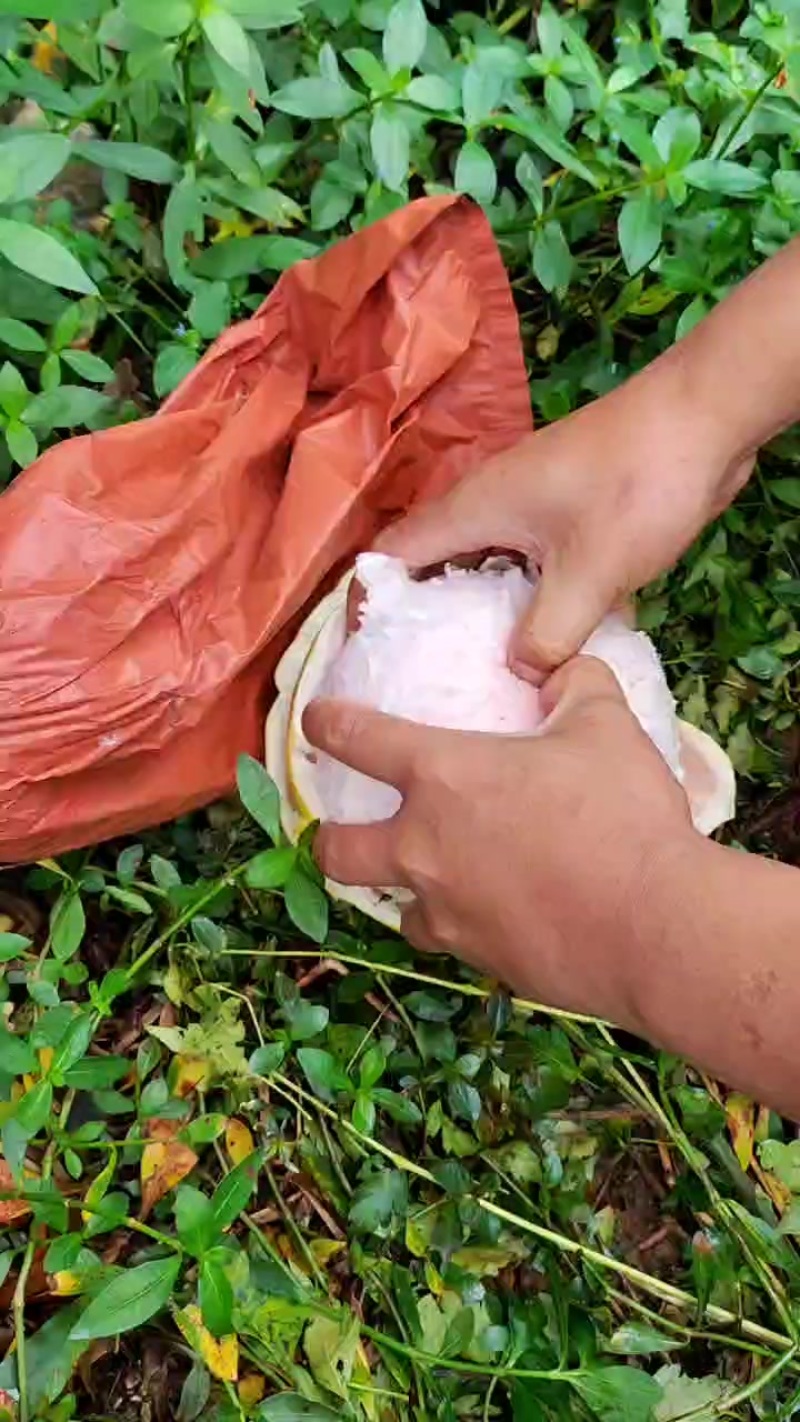 红心蜜柚