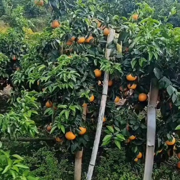 爱媛果冻橙大量供应，欢迎板车，有需要的老板可以联系