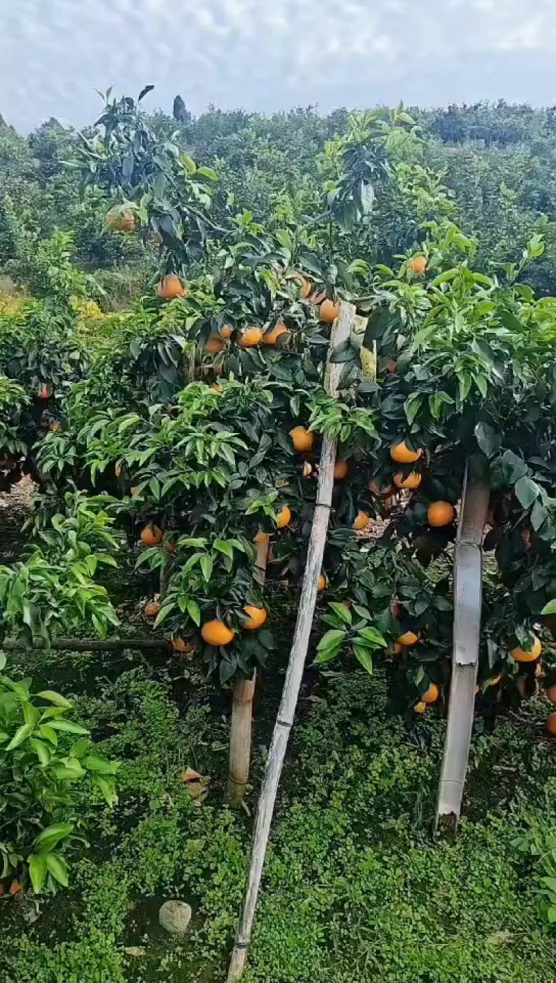爱媛果冻橙大量供应，欢迎板车，有需要的老板可以联系