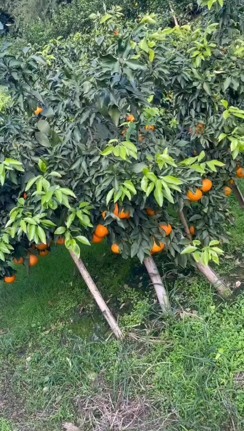 爱媛果冻橙大量供应，欢迎板车，有需要的老板可以联系