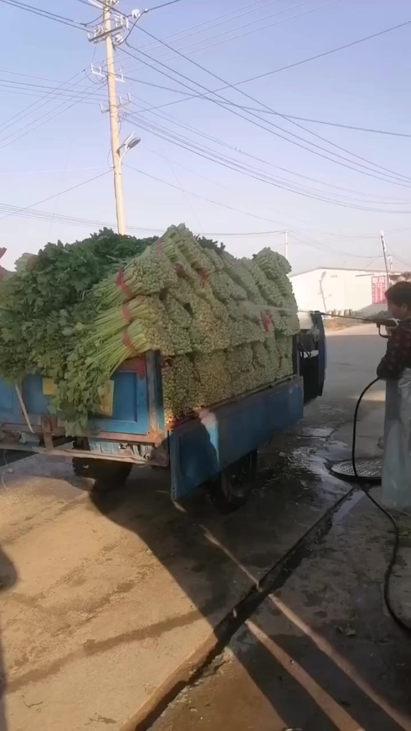 江苏省徐州市精品小颗芹菜大量上市