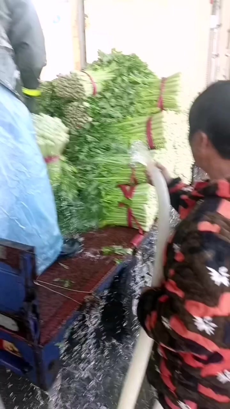 江苏省徐州市精品小颗芹菜大量上市