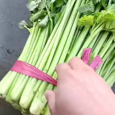 江苏省徐州市精品小颗芹菜大量上市